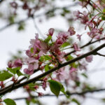 2012年双色球全年开奖号码完整回顾 2wzs24