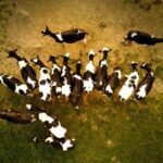 2013097期双色球开奖结果查询与中奖号码公布 6nn58v314