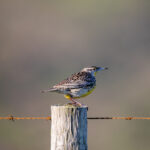 20123期彩票开奖结果查询与最新中奖号码公布 eeehp